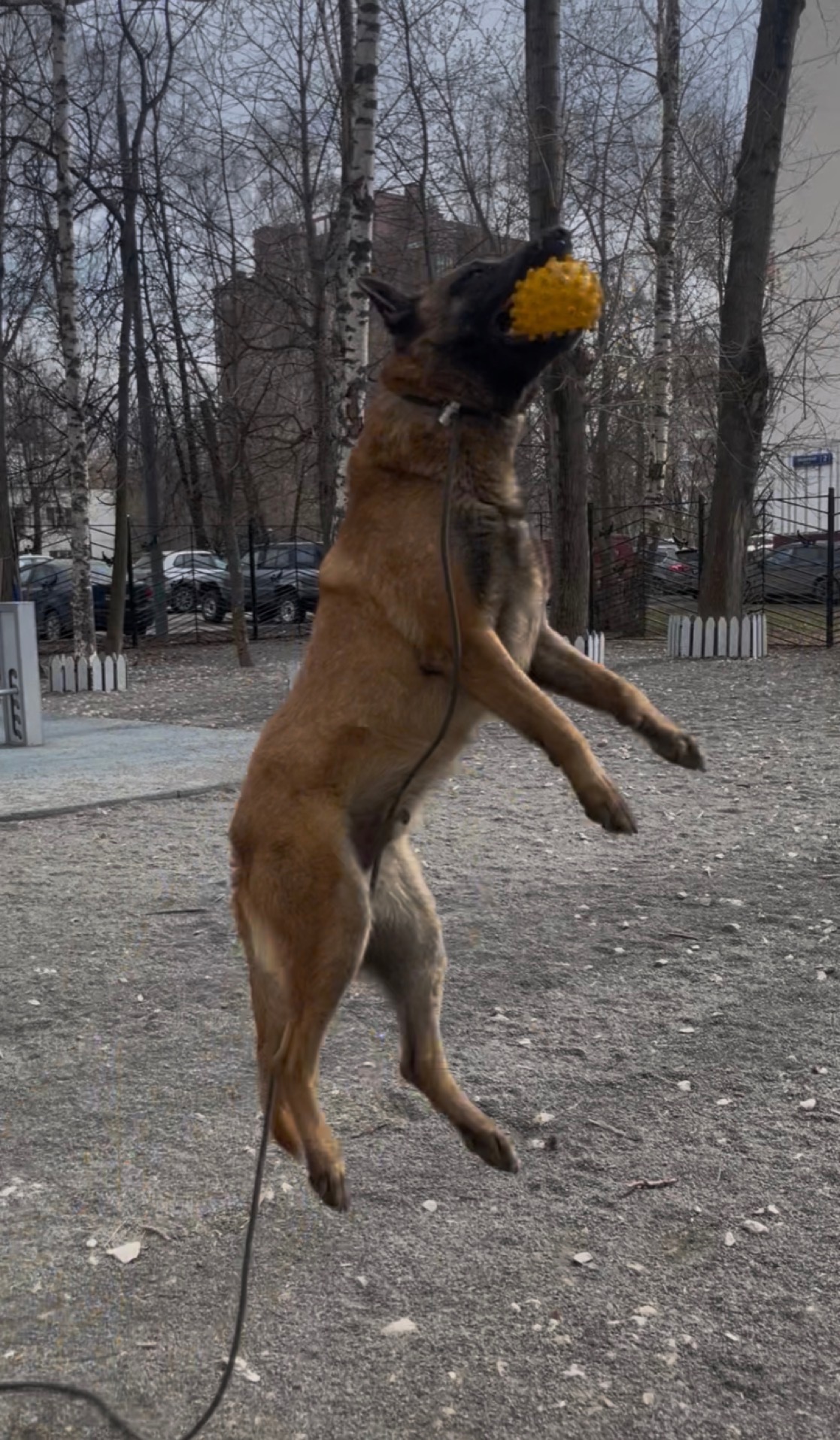 Малинуа в прыжке с игрушкой